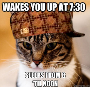 Scumbag Cat