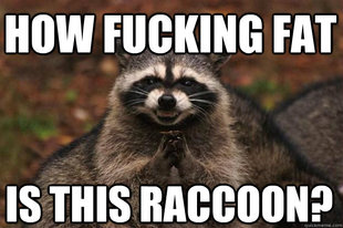 Evil Plotting Raccoon
