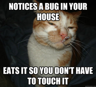 Cool Cat Craig