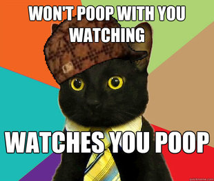 Scumbag Cat