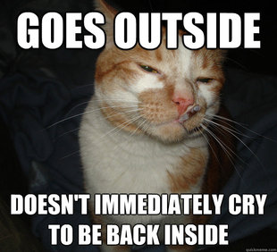 Cool Cat Craig
