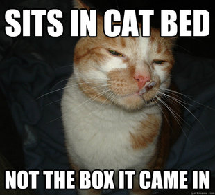 Cool Cat Craig