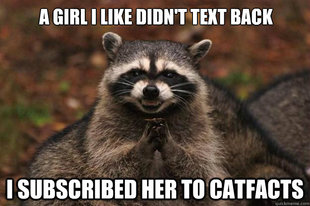 Evil Plotting Raccoon