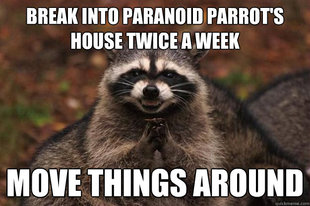 Evil Plotting Raccoon