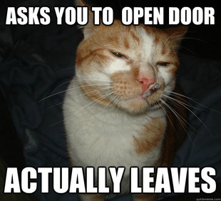 Cool Cat Craig