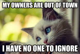 First World Problems Cat