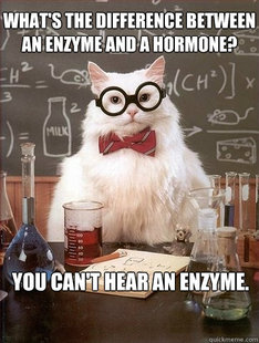 Chemistry Cat