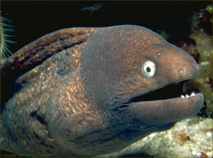 Bad Joke Eel