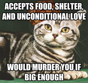 Scumbag Cat