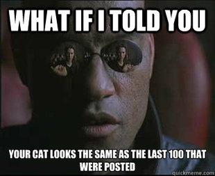 Morpheus SC