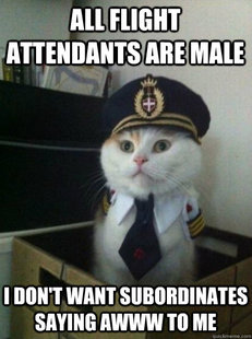 Captain kitteh