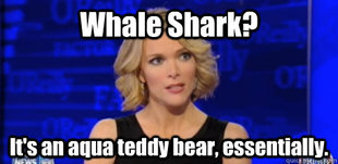 megyn kelly fox news
