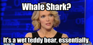 megyn kelly fox news