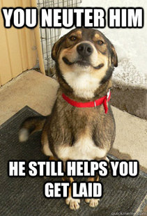 Good Dog Greg