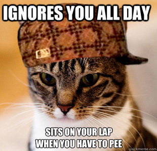 Scumbag Cat