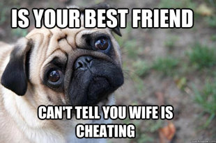 First World Dog Problems