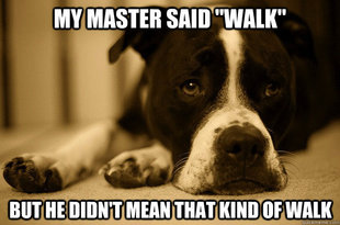 First World Problems Dog