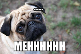First World Dog Problems