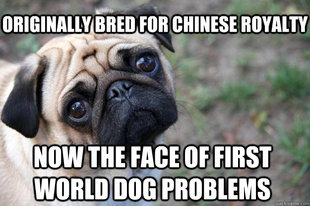 First World Dog Problems