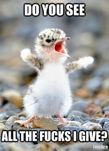 come at me bro baby bird