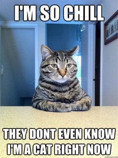 Chris Hansen Cat