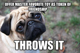 First World Dog Problems