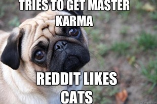 First World Dog Problems