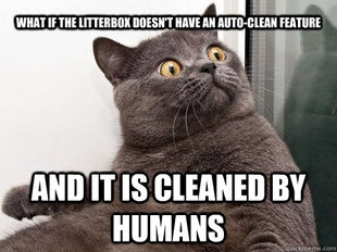 conspiracy cat
