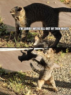 Annoying Squirrel