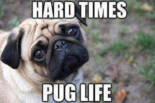First World Dog Problems