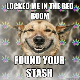 Stoner Dog