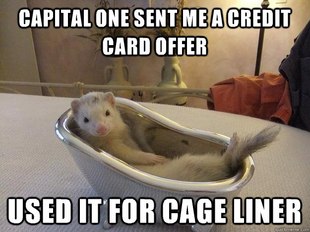 Ferret Meme