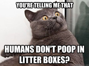 conspiracy cat