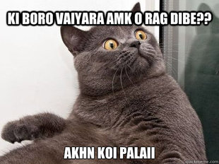 conspiracy cat