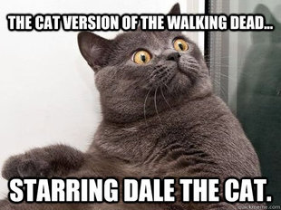 conspiracy cat