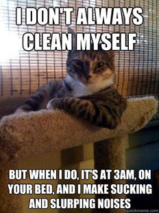 The Most Interesting Cat in the World
