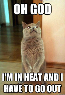Horrorcat