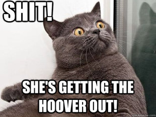 conspiracy cat