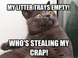 conspiracy cat
