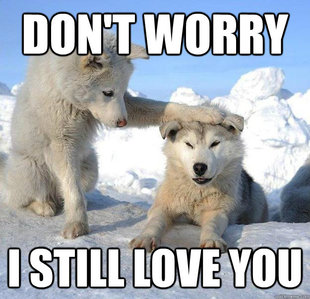 Caring Husky