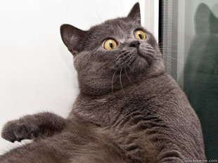 conspiracy cat