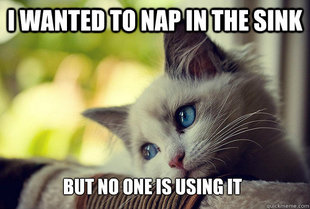 First World Cat Problems