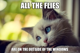 First World Problems Cat