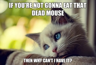 First World Problems Cat