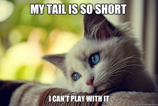 First World Problems Cat