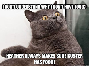 conspiracy cat