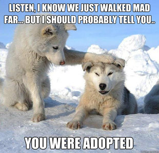 Caring Husky