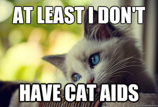 First World Problems Cat