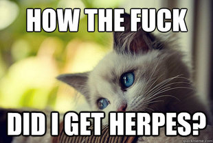 First World Problems Cat