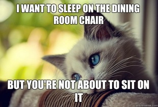 First World Problems Cat